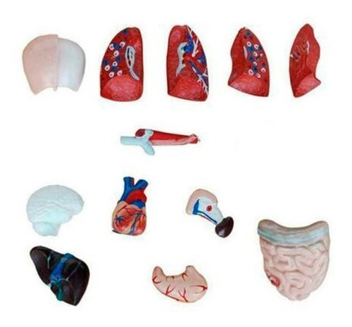 Imagen 5 de 8 de Cuerpo Humano Anatómico Médico / Órganos Internos / 28 Cm