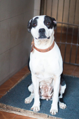 Dona, Mix De Pitbull Muuuy Bella, Amorosa, Adopcion Leer