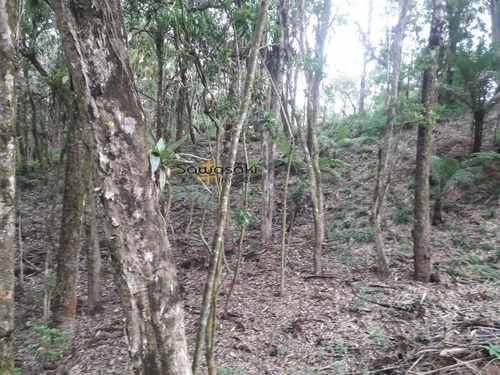 Imagem 2 de 9 de Chácara Para Venda Em Miringuava São José Dos Pinhais-pr - 5846