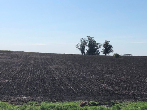 Campo Agrícola-ganadero De 92 Hás En Venta En San José.