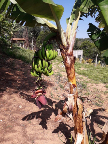 Imagem 11 de 11 de Terreno Em Região De Chácaras, Com Casa Construída