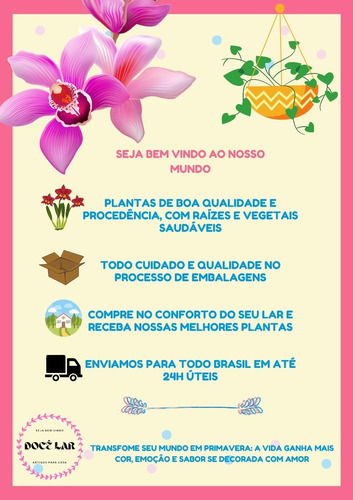 Imagem 8 de 8 de Touceira De Orquídea Cattleya 07 Bulbos Adulta Já Florindo