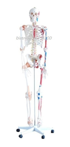 Oferta Esqueleto Humano 180 Cm Y 90 Cm - Maqeta Sistma Oseo 