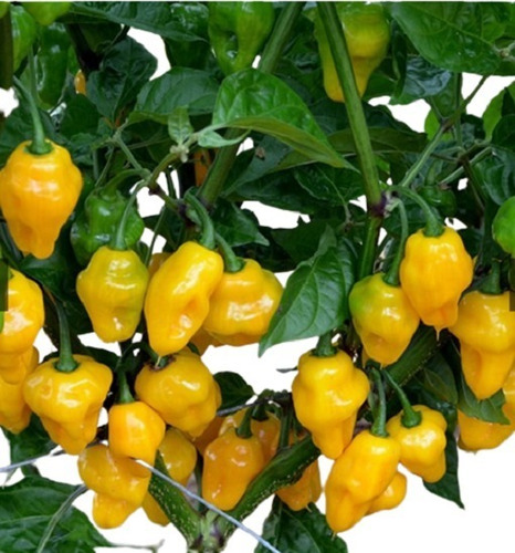 550 Sementes Da Pimenta De Cheiro Do Norte Verdadeira