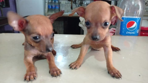 Imagen 2 de 2 de Chihuahua Con Pincher Canes Cachorros