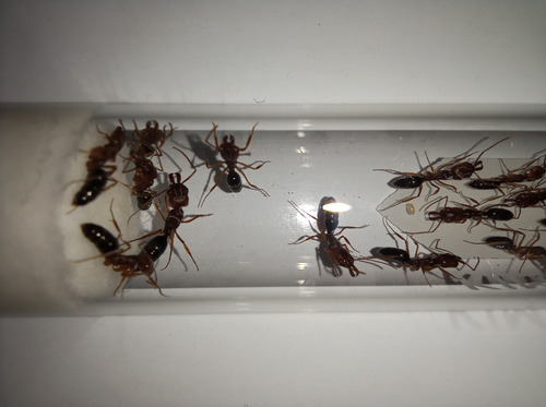 Hormiga Reina - Odontomachus Clarus - Colonia - No Envíos