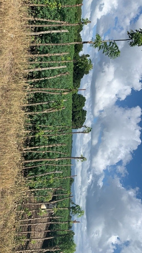 Vendo Vario Terreno En Bonao Y Ahí Sembrado De Arroz