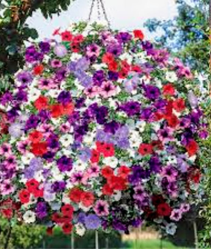 Semillas De Petunia Colgante Mix  Para Bellos Jardines