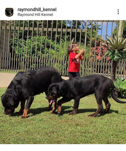 Rottweiler Macho Disponível Filhote