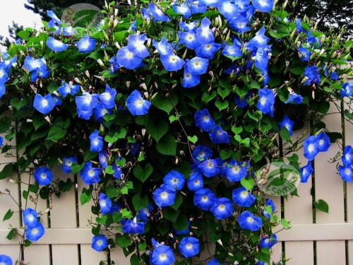 Ipomea Azul Morning Glory 20 Semillas