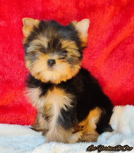 Yorkshire Terrier, Hembras Y Machos