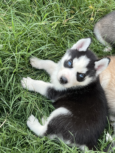 Siberianos Husky Negros Ojos Claros