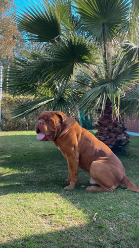 Imagen 3 de 5 de Dogo De Burdeos Para Monta