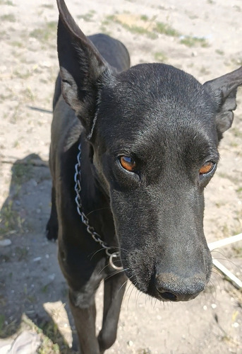 Dieta Cruda Para Perros