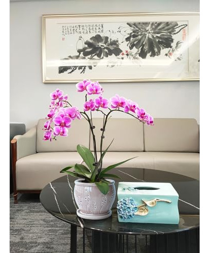 Macetas Para Orquídeas Con Agujeros, Maceta De Orquídeas De