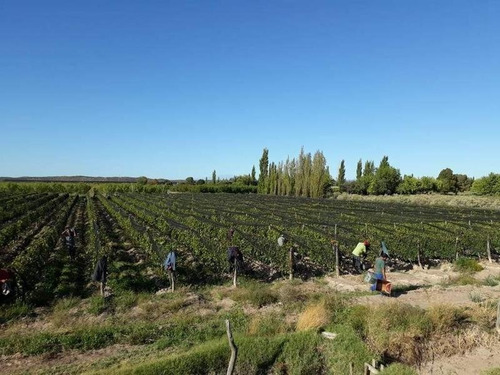 Imagen 11 de 30 de 3 Fincas Con Bodega En Venta Cañada Seca.