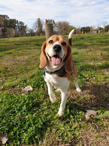 Servicio De Beagle Tricolor Busca Novia
