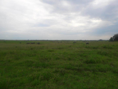 Imagen 15 de 25 de Finca Bufalina Barinas, Parroquia San Silvestre En Venta