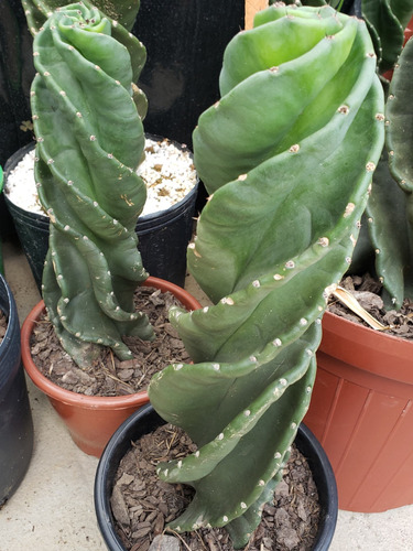 Cactus Espiralado 