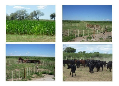 Imagen 3 de 3 de En Venta!!! 400ha Campo Las Chañaritas (provincia De San Luis).