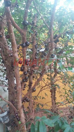 Imagem 6 de 7 de Sobrado Em Jardim São Manoel - Guarulhos, Sp - 329906