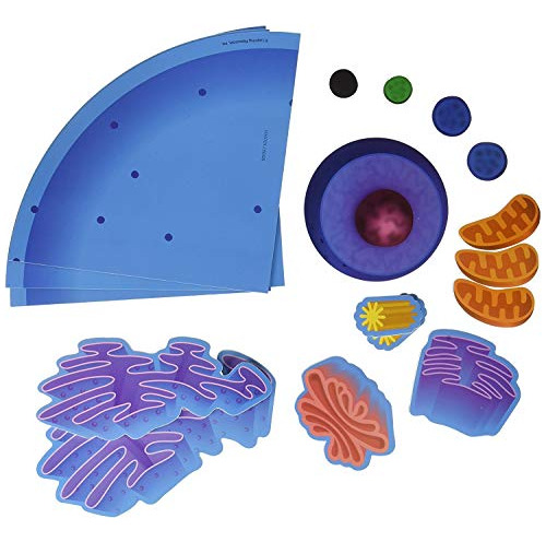 Learning Resources Giant Magnetic Animal Cell, Classroom Sup