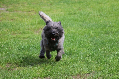 Perro Cairn Terrier Cachorro Disponible Terrier Cairn