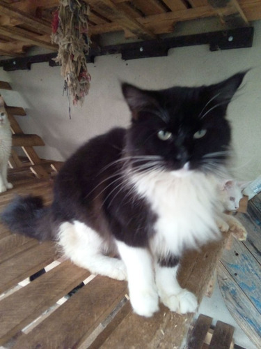 Filhote Maine Coon Preto