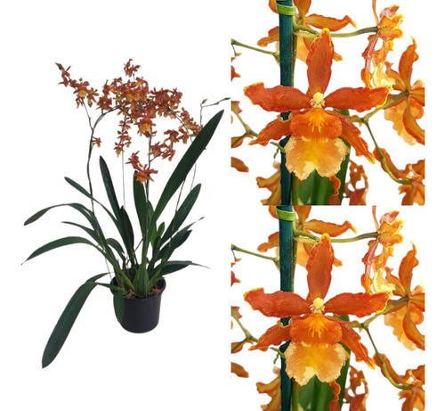 Orquídea Oncidium Catatante (odontocidium) Planta Adulta