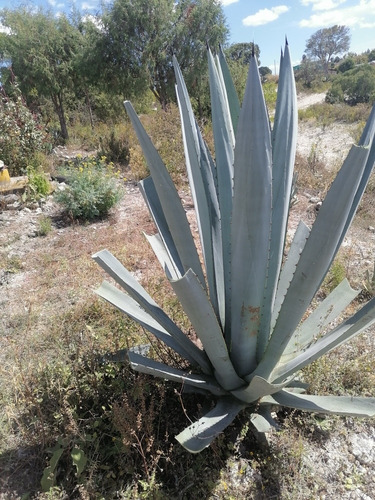 Mix De Semilla De Maguey Mezcalero Originario De Oaxaca