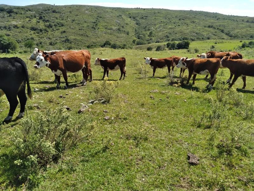 Campo De 204 Has En Treinta Y Tres. Ideal Para Cría De Ganado!