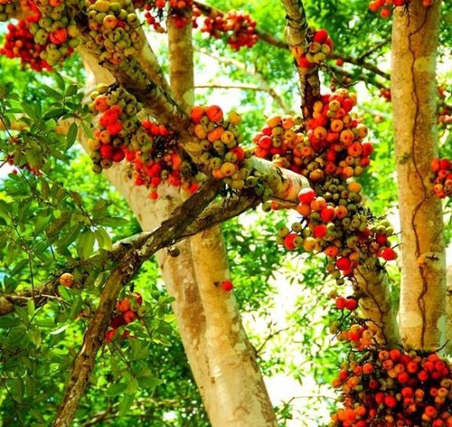 Sementes Figo De Cacho Ficus Racemosa Árvore Frutas P/ Mudas