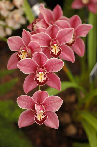 Orquídea Cymbidium Rosa Adulta | Parcelamento sem juros