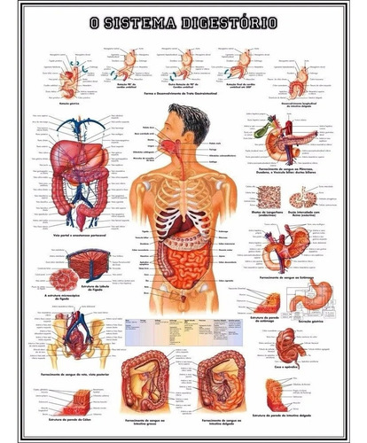 Poster Sistema Digestório 60x80cm Para Clínica Plastificado
