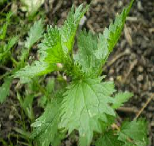 100 Semillas De Ortiga Menor Urtica Urens Dioca