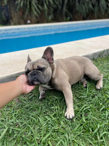 Servicio De Stud Adam| Macho Merle Blue Fawn