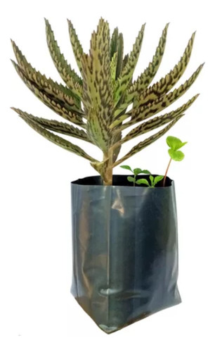 Aranto Kalanchoe Daigremontiana 1 Planta Gde De 30 Cms Aprox