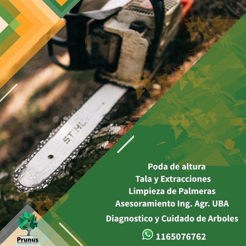 Imagen 2 de 10 de Poda De Altura - Extracciones - Limpieza Palmeras - Tala