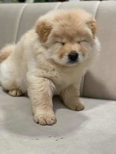 Imagen 7 de 8 de Chowchow