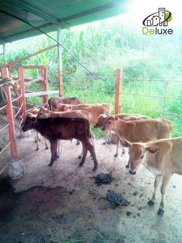 Imagen 12 de 27 de Finca En Venta Chiguará