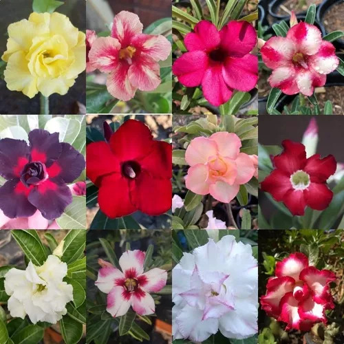 20 Sementes Selecionadas Rosas Do Deserto Adenium Premium.