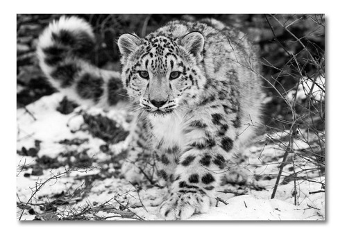 Cuadro Decorativo Leopardo De Las Nieves Fotografía 90x60