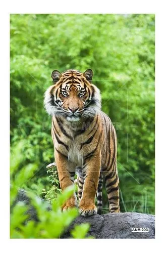 Adesivo De Parede Animais Tigre Paisagem 3d 1,90m² Anm201 no Shoptime
