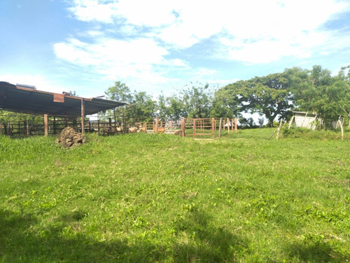 Imagen 9 de 17 de Finca En Venta Ubicada En San Jose De Sanare Estado Falcon.