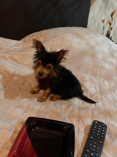 Yorkshire Mini Macho De 4 Meses Foto De Los Papás Negro Y Fuego