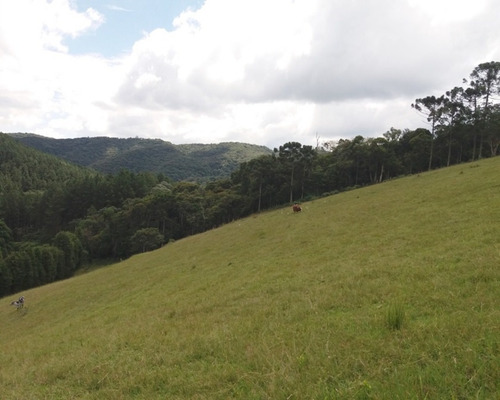 Imagem 18 de 30 de Fazenda Bem Localizada À Venda Em Juquitiba. - 15 - 32982853