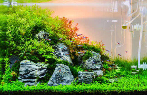 Planta Aquática Glossostigma + Monte Carlo 200 Sementes Cada
