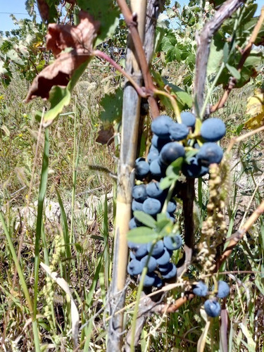 Imagen 7 de 25 de Venta De Finca 14 Ha En Producción - San Rafael Mendoza