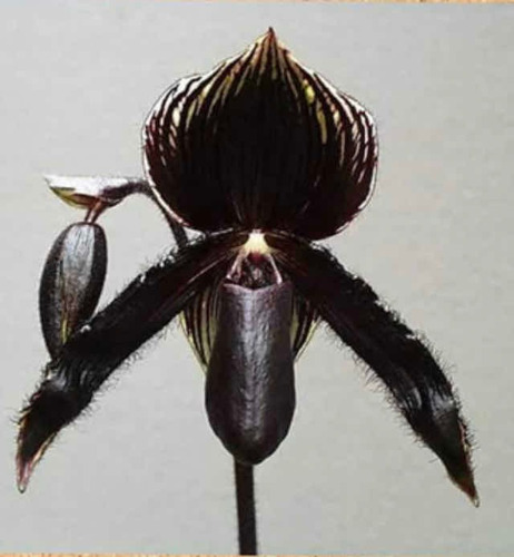 Imagen 1 de 10 de Orquídeas Paphiopedilums O Zapatitos