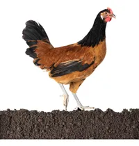 Comprar Arte De Jardín Al Aire Libre De Pollo Estaca De Jardín De Pa